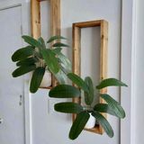 6 Mini Arbustos Decorativos Em Silicone Toque Realista Plantas De 60cm Perfeitos Para Restaurantes