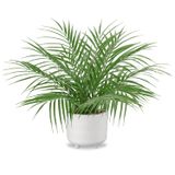 Plantas Artificiais Em Vasos, Palmeira Hollyone Com Vaso De Cerâmica