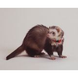 Produtos Para Animais De Estimação Bell Collar Marshall Para Furões (vermelhos)