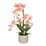Cycnoches Artificiais Deluxe Em Vasos Vickerman De 19 Polegadas