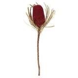Pacote De Flores Preservadas Vickerman Red Banksia Flower, Pacote Com 3