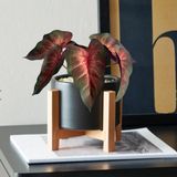 5 Buquês Singônio Artificiais - Verde Vibrante Com Durabilidade E Ideal Para Decorar Arranjos