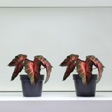 9 Singônios Artificiais Para Decoração Moderna No Estilo Faça Você Mesmo E Sem Manutenção