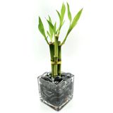 Bambu Da Sorte Com Pedra Hematita E Vaso De Vidro