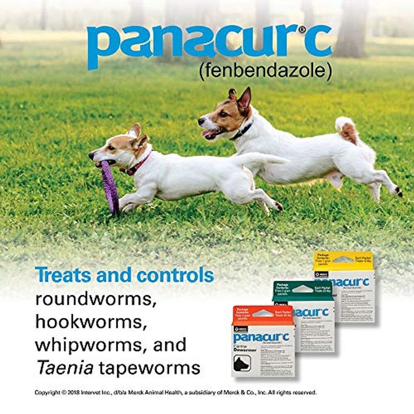 Panacur C Canine Dewormer (fenbendazole), 1 Grama, Amarelo, 3 Conde (pacote De 1) - imagem 3