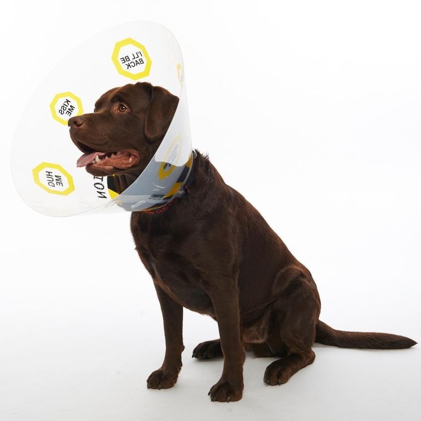 Colar Elizabetano Pet Para Cães Kruuse Buster Design Uc 10cm - imagem 3