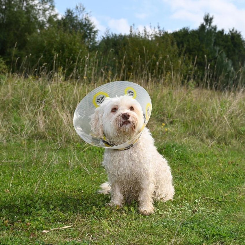 Colar Elizabetano Pet Para Cães Kruuse Buster Design Uc 10cm - imagem 4