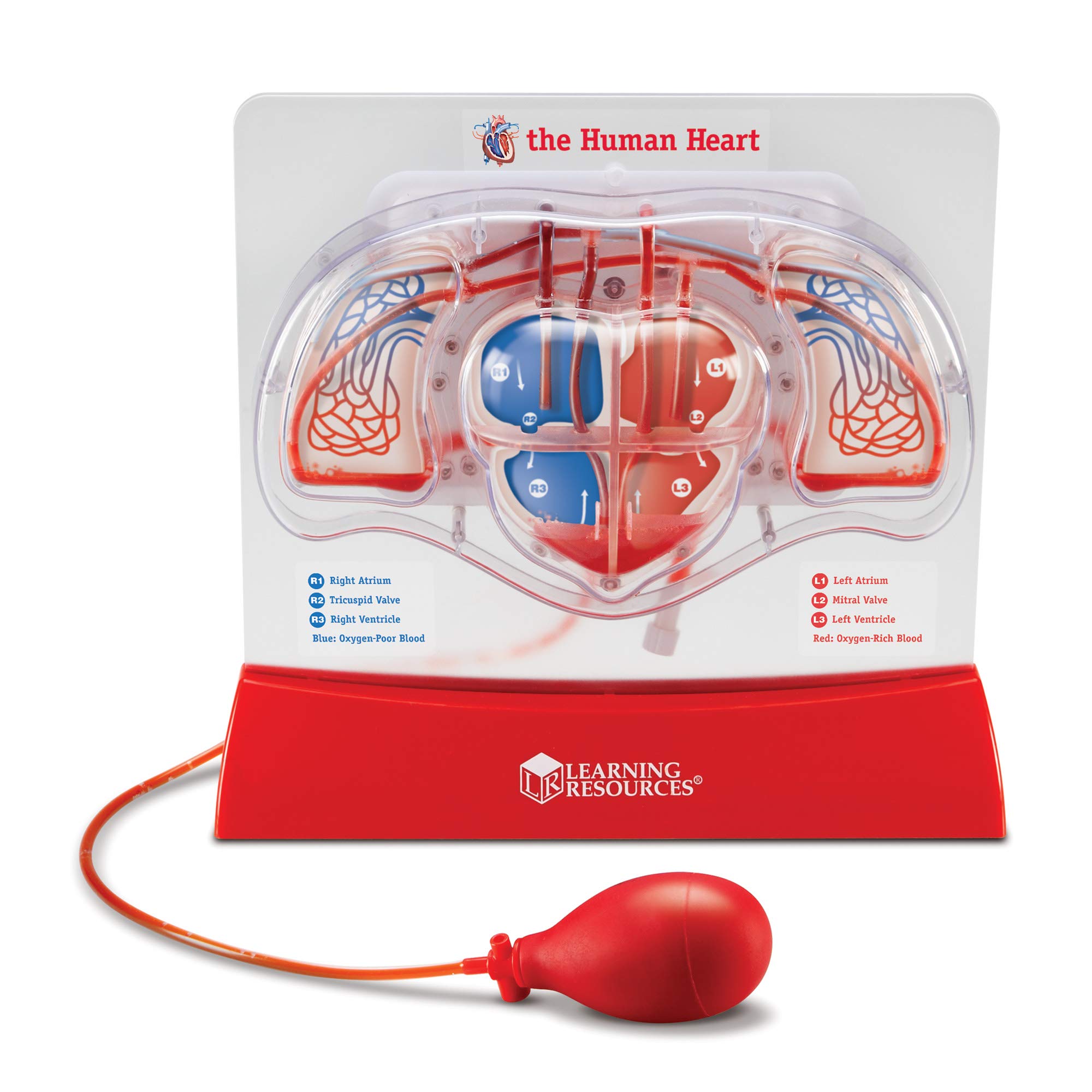 Kit De Ciências E Educação Científica E Recursos De Aprendizagem Pumping Heart Model