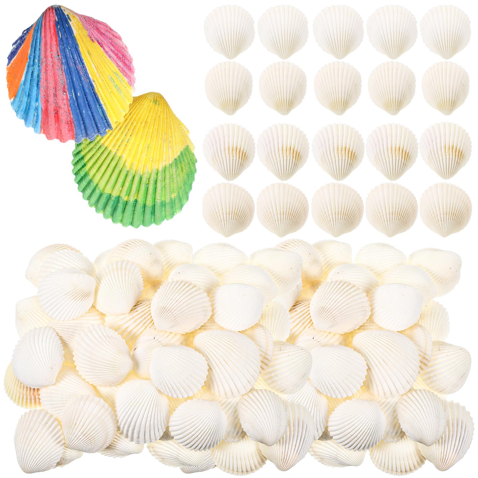 Vieira Grande Natural Sea Shell Glikceil, Branca, 3-5 Cm, 50 Unidades