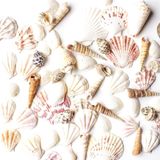 Seashells Super Z Outlet Mixed Beach Seashells 50 Unidades