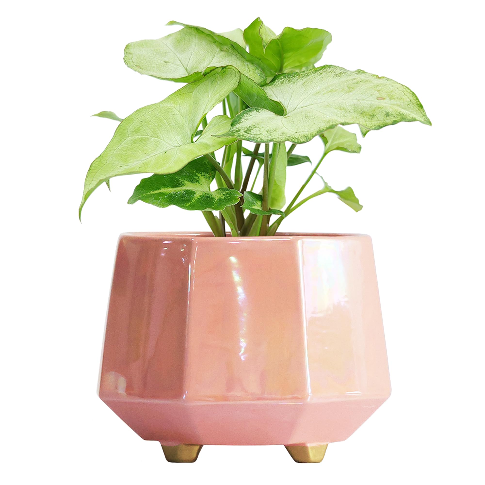 Plantador De Cerâmica Yqslysf 20cm Com Orifício De Drenagem Para Plantas De Interior