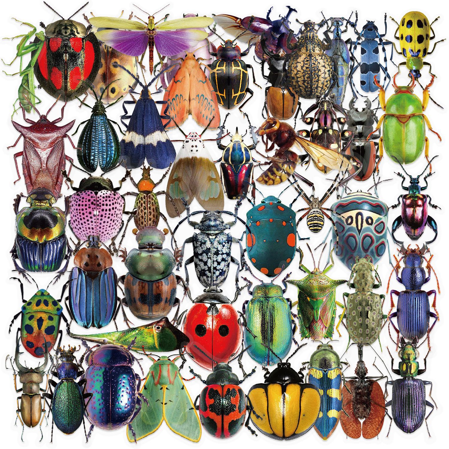 Adesivos De Vinil Impermeável Nature Insect 50 Unidades De 3-6 Cm