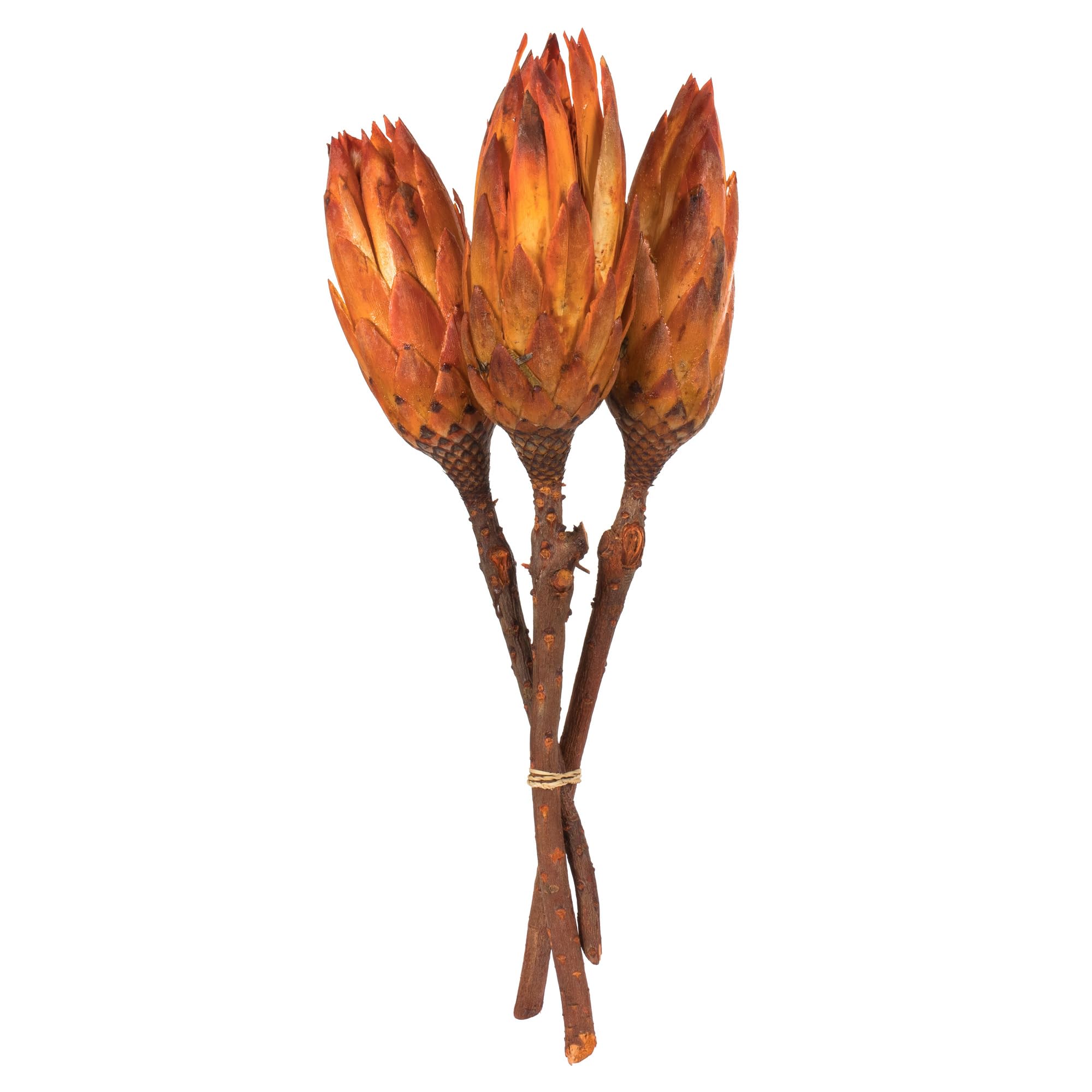 Dried Nectarine Repens Stems Vickerman 8-12, 180 Pieces
