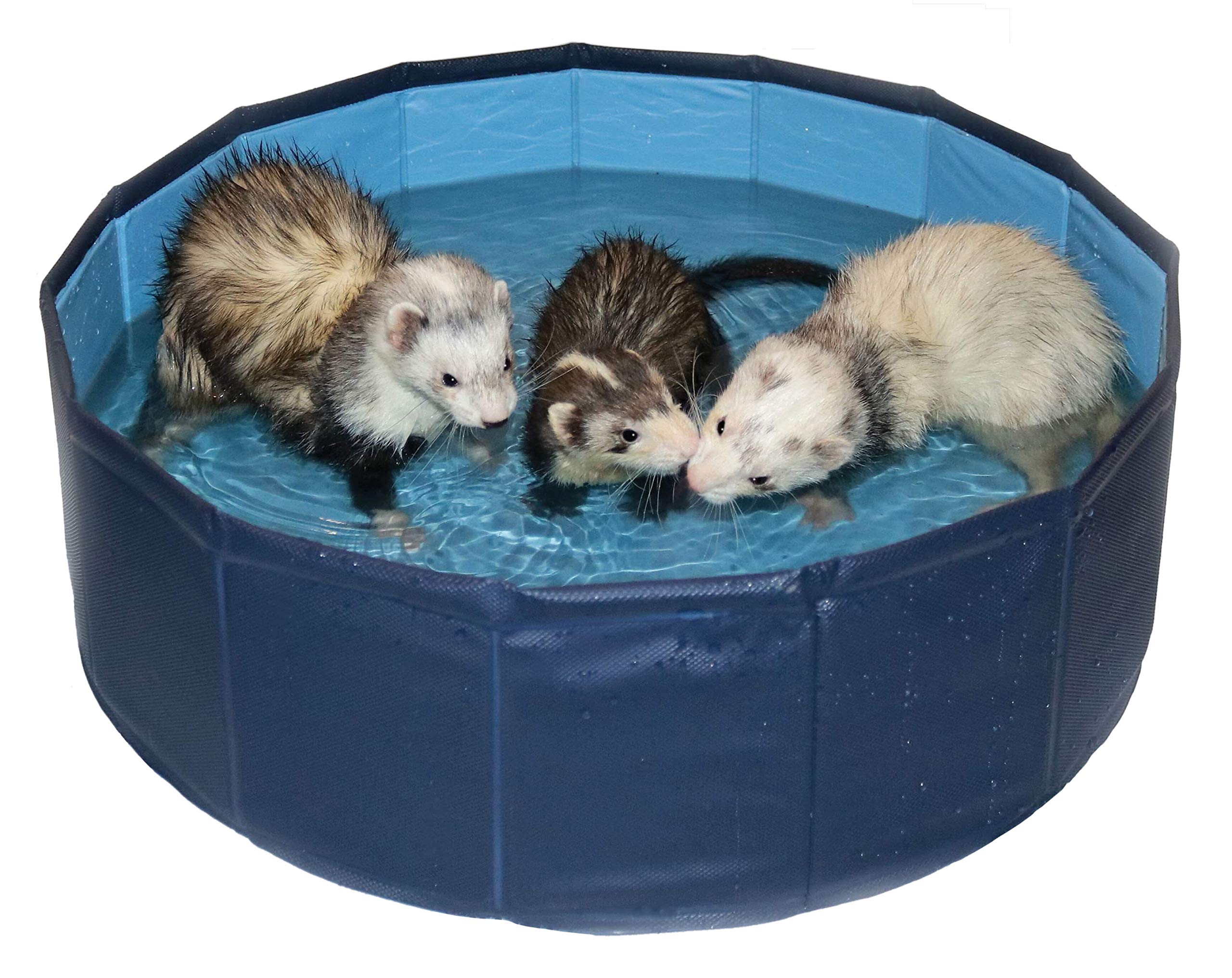 Piscina Marshall Pet Products Ferret