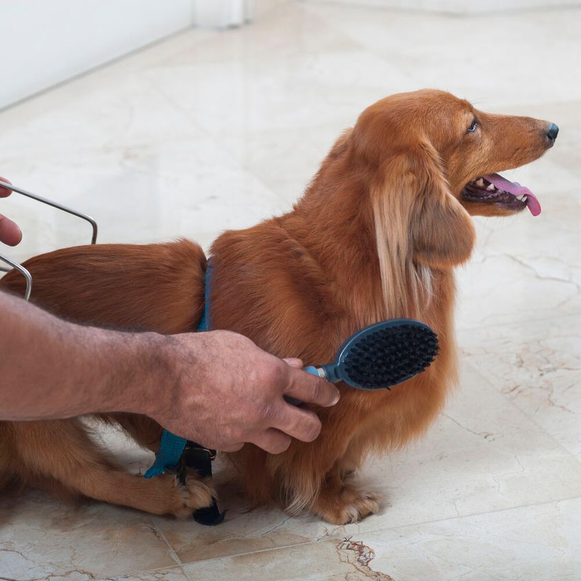 Escova Dupla Germanhart M Gel Para Animais - Remoção De Nós E Emaranhados - imagem 3