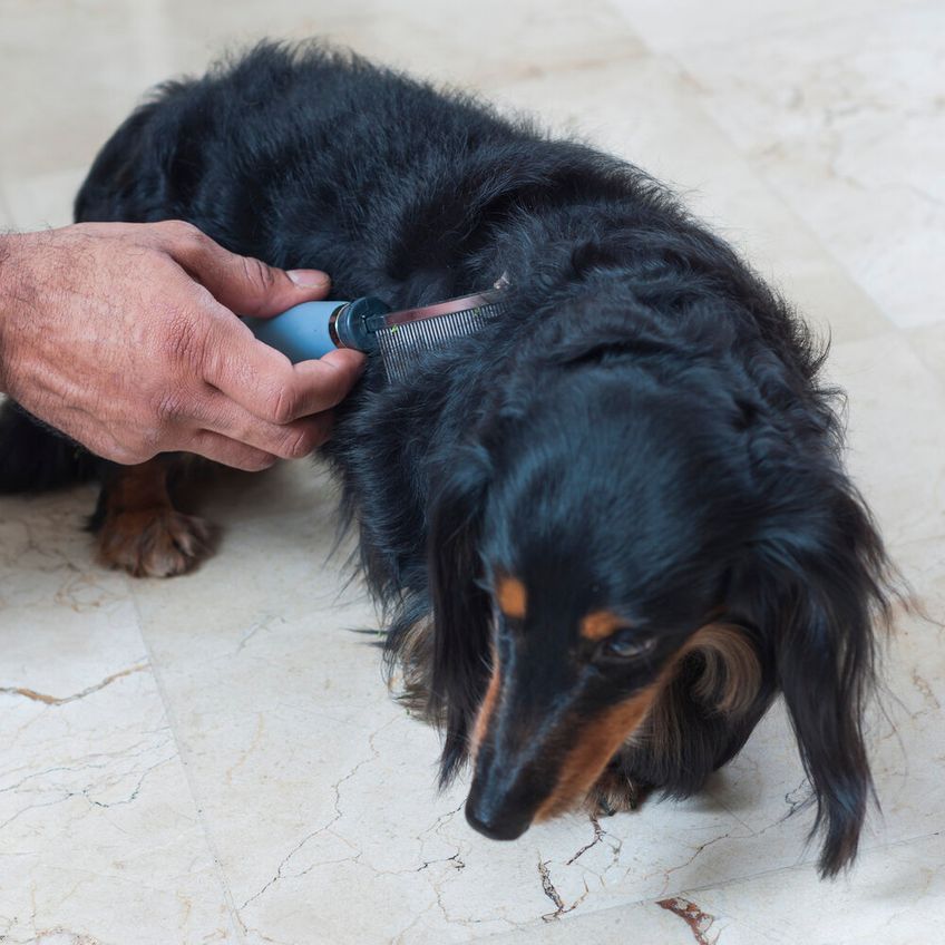 Pente Fino Cabo Gel Para Pelos Pet 40 Dentes - Germanhart - imagem 3