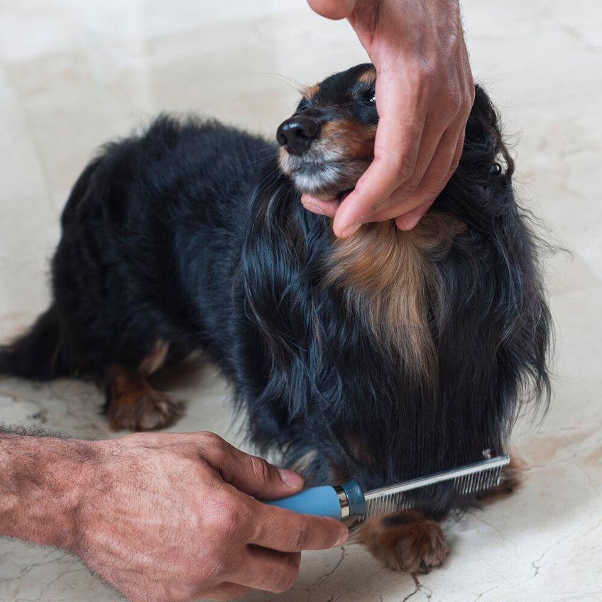 Pente Fino Cabo Gel Para Pelos Pet 40 Dentes - Germanhart - imagem 5