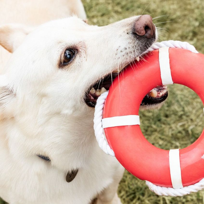 Boia Com Corda Para Brincadeiras Aquáticas E Cuidados Bucais Para Cães - imagem 3