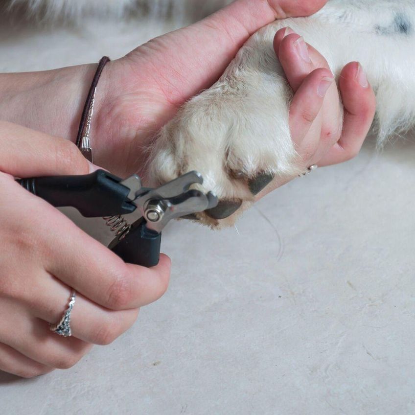 Alicate De Unha Para Animais Germanhart M Em Aço Com Cabo Vinílico Para Cães E Gatos 1 Unidade - imagem 2