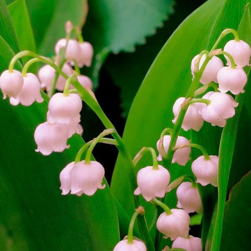 La Florentina Lily Of The Valley Sabonete Em Barra Higiene Corporal Vegetal 200g - imagem 3