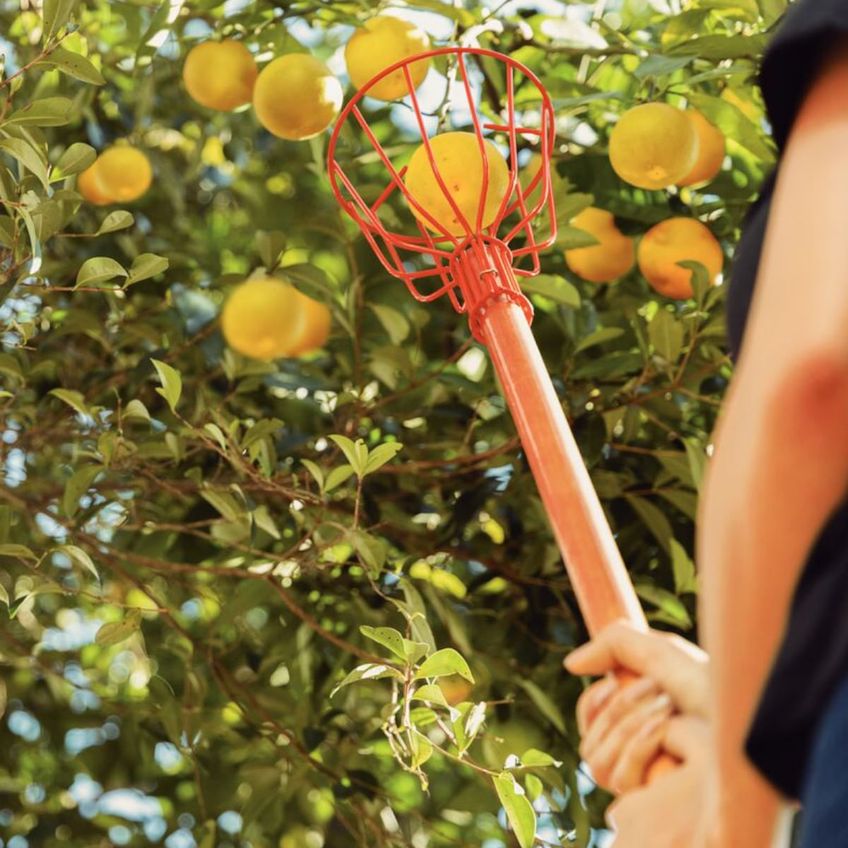 Colhedor De Frutas Com Cabo 145cm - 77819651 - Tramontina Tramontina - imagem 3