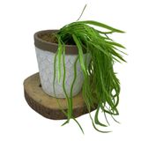 Vaso decorativo de cerâmica estampa moderna com planta caída