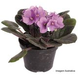 Flor Violeta Pote 11 Veiling Holambra