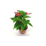 Flor Anturio Variado Pote 17 Veiling Holambra