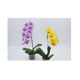 Orquídea Phalaenopsis Cascata Esp Pote 15 Min 8 Folhas