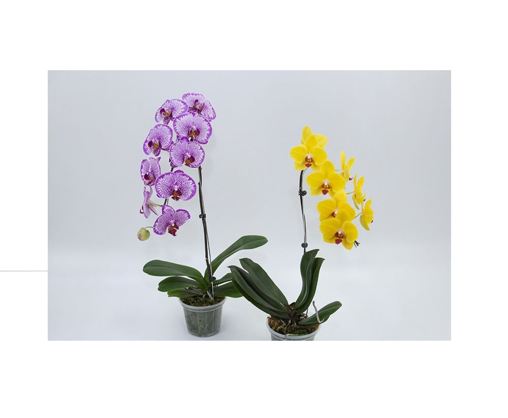 Orquídea Phalaenopsis Cascata Esp Pote 15 Min 8 Folhas