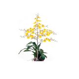 Orquídea Oncidium Pote 15 Veiling Holambra