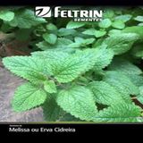 Semente de Melissa ou Erva Cidreira Feltrin 150 mg