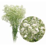 Maço Gypsophila (Mosquitinho) 120 Gramas