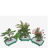 Muda Bonsai Jovem Fruta Vaso Plastico 1,1l