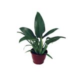 Muda Philodendron Pacová Pote 20 (Babosa-de-pau)