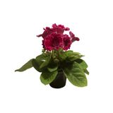 Flor Gloxinia Pote 14