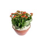 Flor Kalanchoe Dobrado Cuia 21