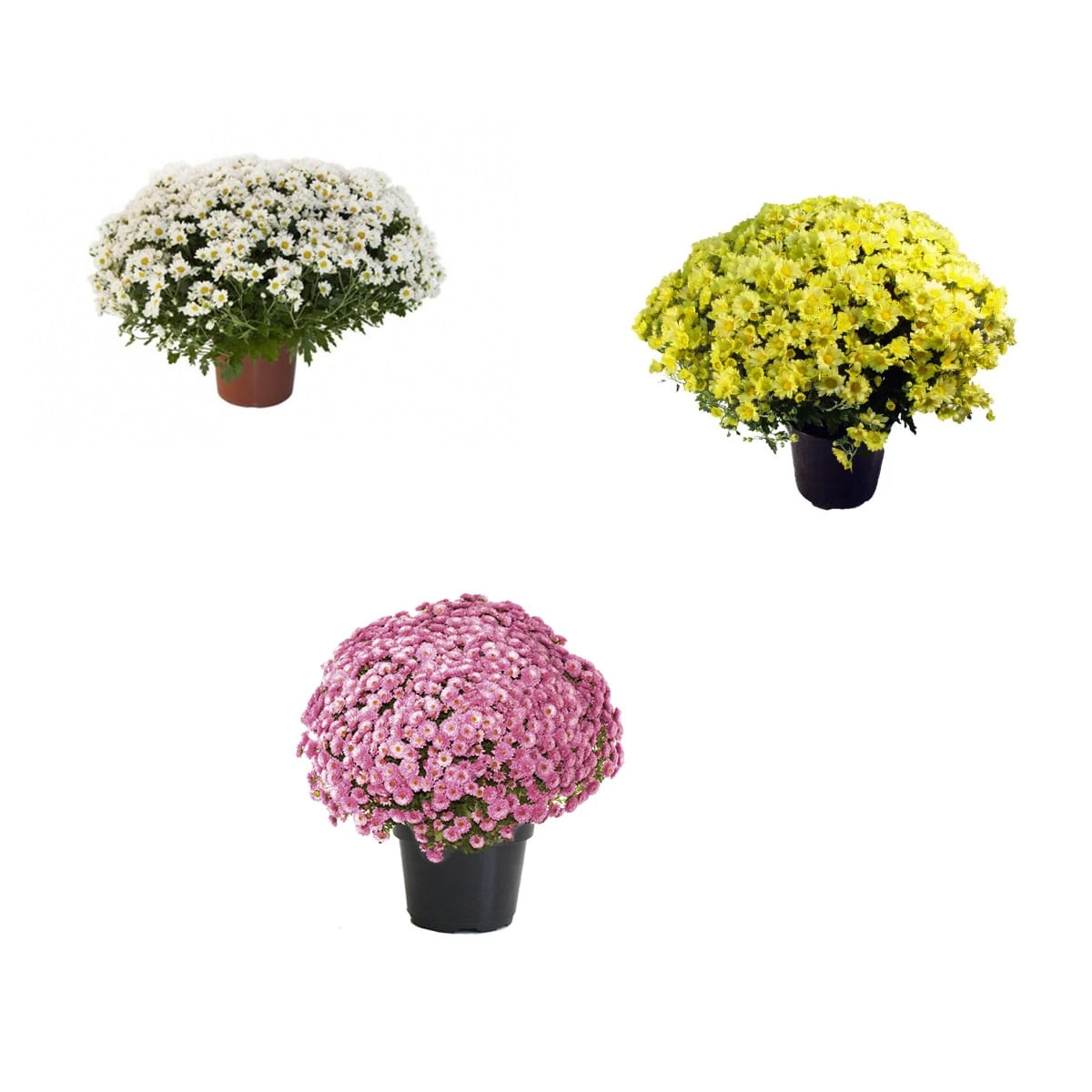 Crisântemo Bola Belga P15 Coloridos