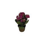 Flor Kalanchoe Dobrado Pote 6