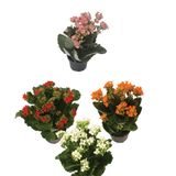 Flor Kalanchoe Pote 11 Variadas Veiling Holambra