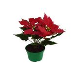 Flor Poinsetia Vermelha Pote 11 (Bico de Papagaio)