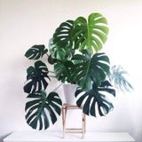 Monstera Costela De Adao PT24