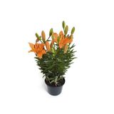 Flor Lirio Orange Pixie Pote 15