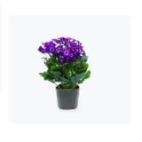 Flor Cineraria Pote 14