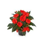 Flor Impatiens Pote 13