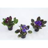 Flor Violeta Mini Pote 6