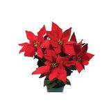 Flor Poinsetia Vermelha Pote 14