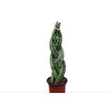 Muda Sanseveria Tran Large Braid Pote 12 (sansevieria-trançada)
