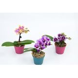 Orquídea Phalaenopsis Mini Pote 6