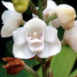 Forth Orquideas Floracao Peters 400g
